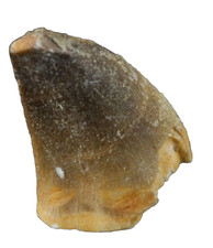 Fossil Dinosaur Age Tooth, Mosasaur Leiodon anceps, 42 mm long,  Morocco. EA8625