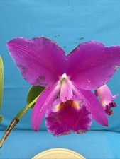 Cattleya jenmanii Rubra Korena X Lifeblood Orchid Eros Species Fragrant 7 Pot
