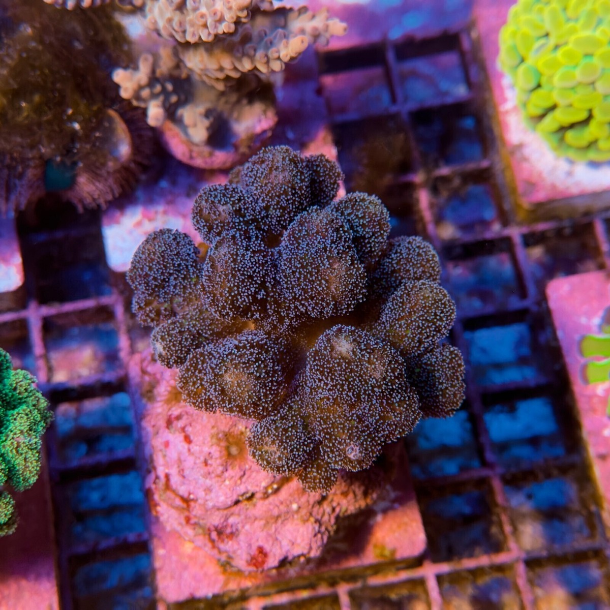 WYSIWYG Milka Stylophora Coral Frag SPS Live Ultra Reef Tank | eBay