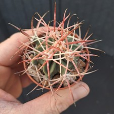 Echinocactus parryi (Juarez, Mexico) PLANT cod. ebay-Y041