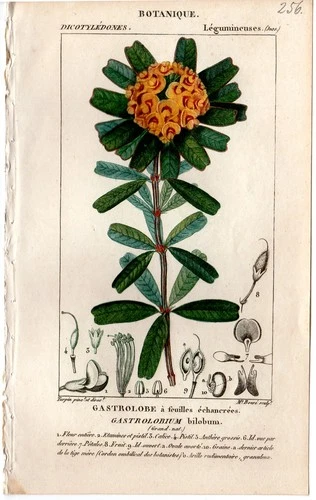 Turpin 1816 Antique hand-colored botanical print: Gastrolobe, floral decor
