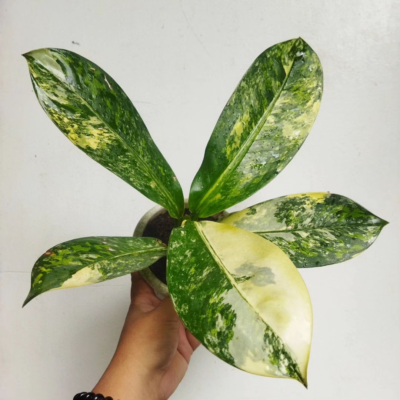 Dieffenbachia big ben + Phytosanitary Cert | eBay