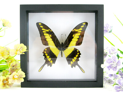 King Swallowtail - Real Butterfly, 3D Display Case - Museum Quality
