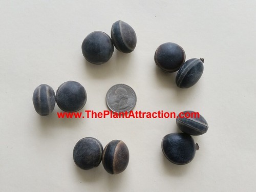 MUCUNA SLOANEI SEED RARE GOLD JADE VINE, SOUTH AMERICAN, Hamburger Sea Bean - Bild 4 von 4