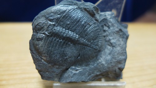 GEOLOGICAL ENTERPRISES RARE Ordovician fossil trilobite Ogygiocarella debuchi - Foto 4 di 6