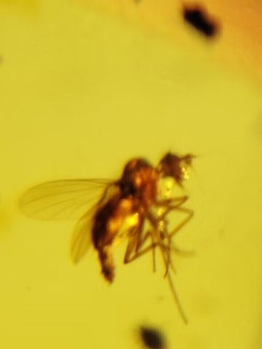 MA54 Ámbar fósil con insecto, 3 Mosquito de 99 millones, Cretácico!!! - Picture 7 of 8