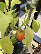 ORANGE SWEET SNACK PEPPER SEEDS PACK OF 25+ FREE SHIPPING