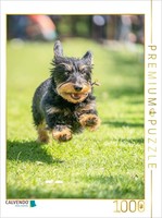 Calvendo Puzzle Agile Dachshund | 1000 Pieces, Finished Size 25.2 × 18.9 In (64