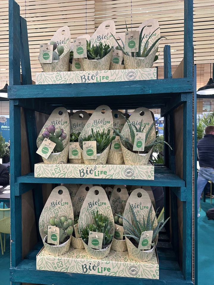 Crassula Compacta ca20cm Lebe Bio Glücksbaum Zimmerpflanze Geldbaum pflegeleicht - Bild 2 von 3