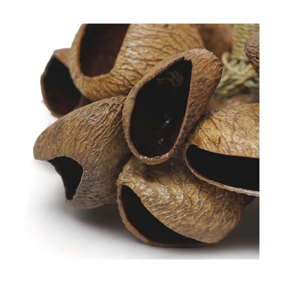 GMP Pangi Seed Shell Shaker/Nuecshell Percusión Efecto de Sonido, Viene... Envío Rápido Foto 4 de 4