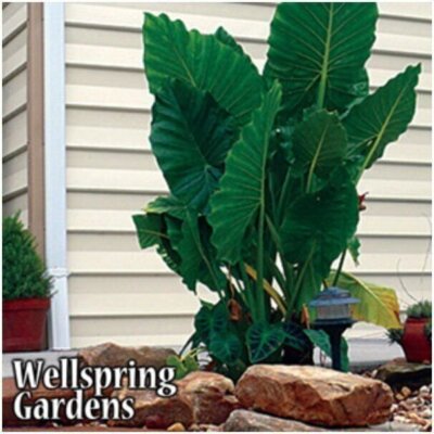 buy pothos plants Golden Pothos Plant (Epipremnum aureum) – Jungle Relics