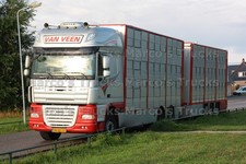 Truck Photo DAF XF Livestock Transporter Netherlands Silver Van Veen #n7cj