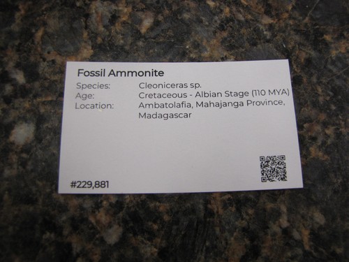 Especie fósil de amonita Cleoniceras - Período Cretácico - Madagascar - Imagen 5 de 5