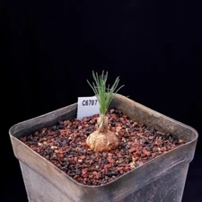 1pc 2cm 1PCS Live Ornithogalum Tortuosum Beautiful Rare Garden Tuber Planting