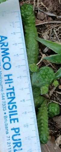 Euphorbia pseudoglobosa succulent - Picture 2 of 4