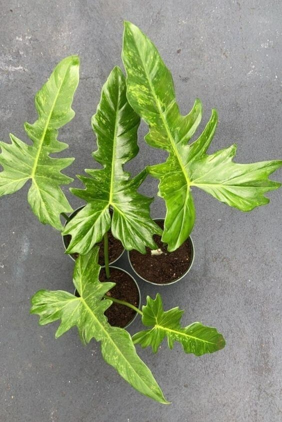 plant hanger Wall Plant Hanger main image 1