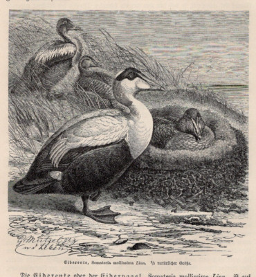 EIDER DUCK - Coastal Nesting Sea Duck with Down Nest 1883 Antique Engraving