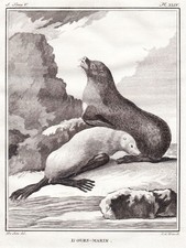 Fur seal seal seal seal engraving copperplate Buffon 1780