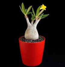 Pachypodium rosulatum 10 SEEDS - Elephant's foot  Madagascar palm