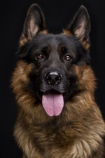 PASTORE TEDESCO DOG  - REGALO / PORTACHIAVI / MAGNETE CALAMITA / PATCH / STICKER