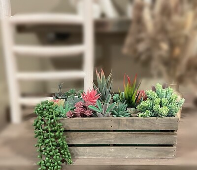 red succulent plants Echeveria Agavoides 'Red Bell' 4