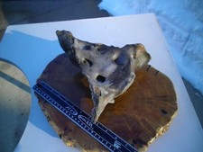 Bison Buffalo Sacrem Bone Fossil Ice Age Partially Petrified Stream Find