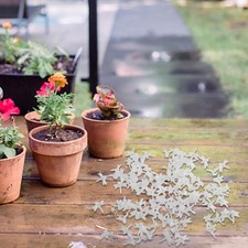 Garten Pflanzenstütze Clips in einzigartiger Libellenform 70er Set gemischte Fa