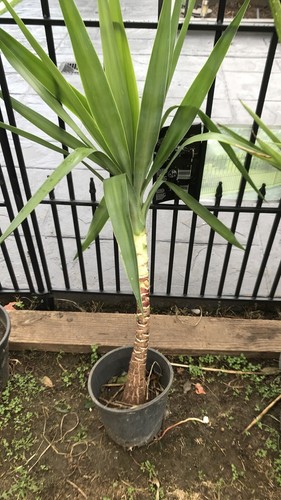Yucca in pot - Picture 6 of 10