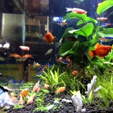 Rollo De Medio Filtrante Para Acuario, Estera Filtrante Para Pecera