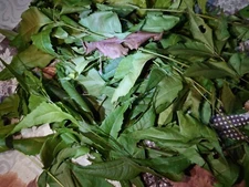 Dried Neem leaves Natural Organic Azadirachta indica DRY Leaf 100g (3.528 oz)