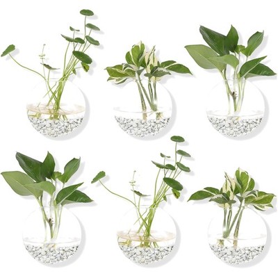 Modern Glass Wall Planters Set of 6 - Perfect for Air Plants & Flower Displays