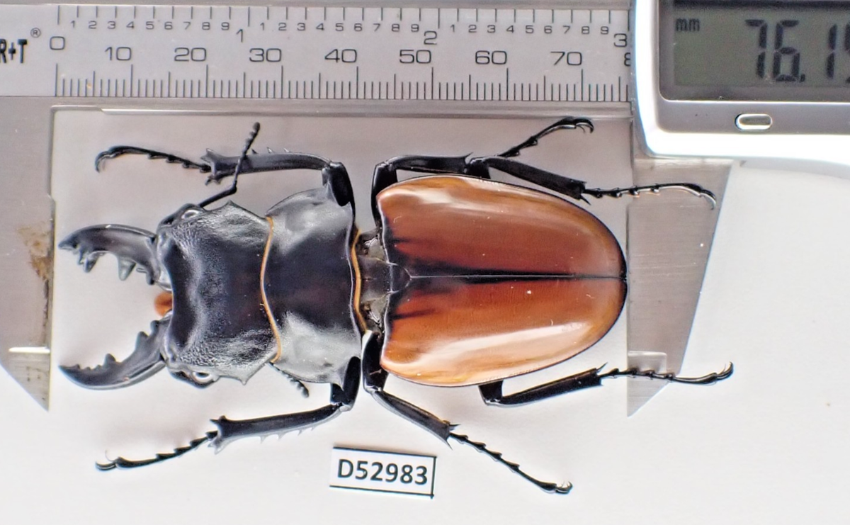 D52983. Insects, Lucanidae: Odontolabis Cuvera sp. Vietnam Central