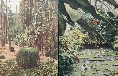 Pittsburgh PA Phipps Conservatory Schenley Park Plants 1907-1915 Postcards (2)