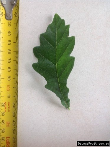 Oak - English (Quercus robur) Tree Plant - Picture 4 of 4