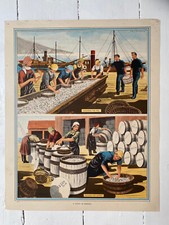 Vintage 1950s UK Macmillan History Geography Print HERRING CATCH Fish Industry