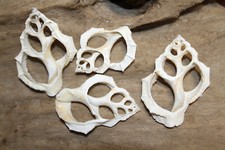 BURSA RANA Sliced/Cut Seashells,Beach Art,Custom Shell Jewelry Supply,CS-98