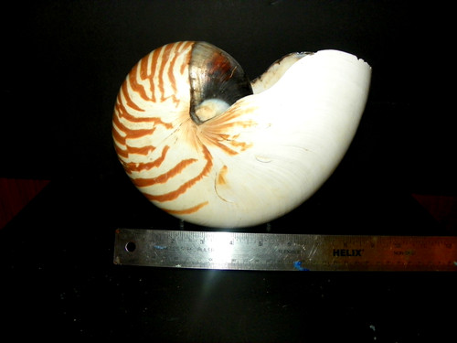 HUGE - NAUTILUS POMPILIUS ( EMPEROR NAUTILUS )