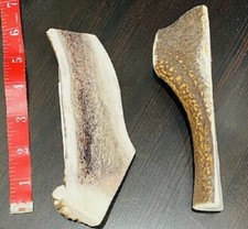 LARGE SPLIT Natural ELK Antler Shed Premium Dog Dental Chew Moose FRESH Horn ONE