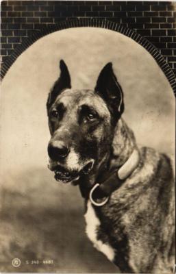 CPA AK Dear old faithful friend on Postcard DOGS (729228)