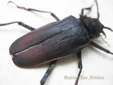 Psalidognathus for collectors | rare Psalidognathus beetles