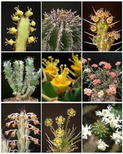 EUPHORBIA VARIETY  MIX  exotic succulent  rare cactus plant seed cacti 100 SEEDS