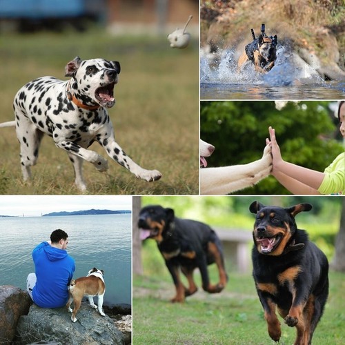 PULUZ Hound Dog Fetch Arnés ajustable de pecho para GoPro Insta360 DJI - Picture 8 of 9