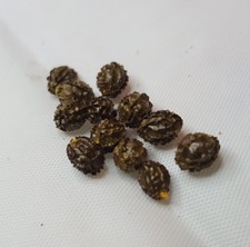 36 Rare Dwarf Papaya tropical fruit tree seeds