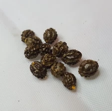 36 + Rare! Dwarf Papaya! tropical fruit tree seeds 