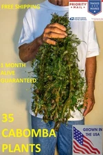 35 Green Cabomba live aquarium plants aquascaping planted tank pond easy beginer