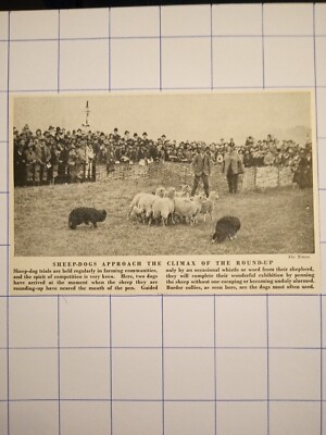 Schäferhund nähert sich dem Höhepunkt der Aufrundung um 1950 