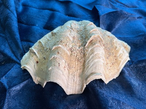 Natural Clam Shell, Tridacna Gigas, 2 lb 10 oz, 9.5 x 5.75, unaltered, vtg harv - Picture 3 of 11