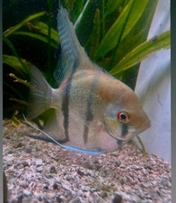 Silver Angelfish 4 Pack Live Freshwater Fish Nickel Sz