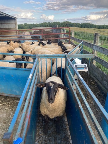 Livestock Scale Kit Cattle Hogs Sheep Goats Pigs Squeeze Chutes 20,000 lbs cap. - Picture 9 of 9