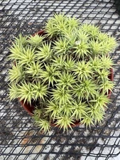 Deuterocohnia brevifolia syn. Abromeitiella brevifolia